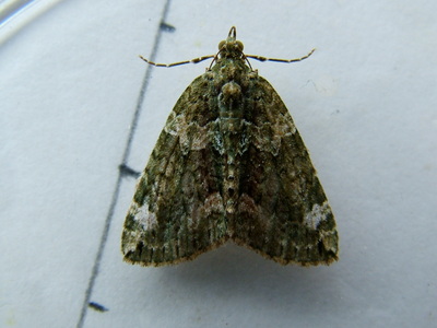Red-green Carpet